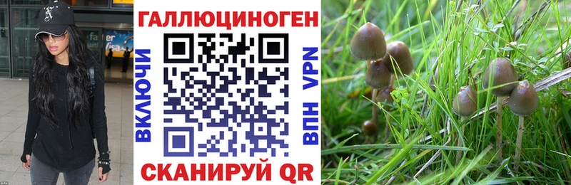 дарнет шоп Мурино Галлюциногенные грибы прущие грибы