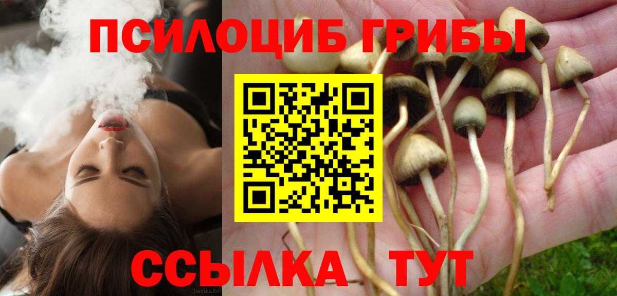 Галлюциногенные грибы Psilocybine cubensis  цены   Вход с VPN  Мурино  Псилоцибиновые грибы GOLDEN TEACHER 